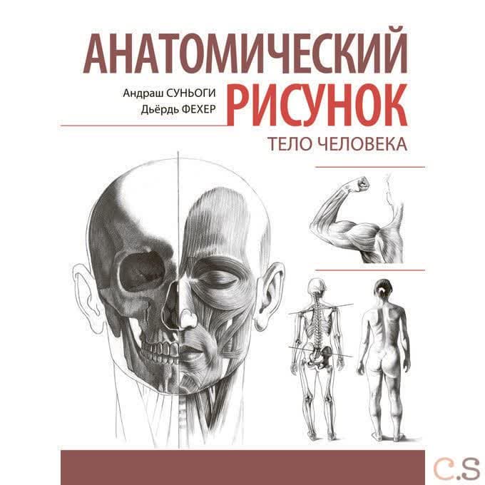 Анатомический рисунок. Тело человека